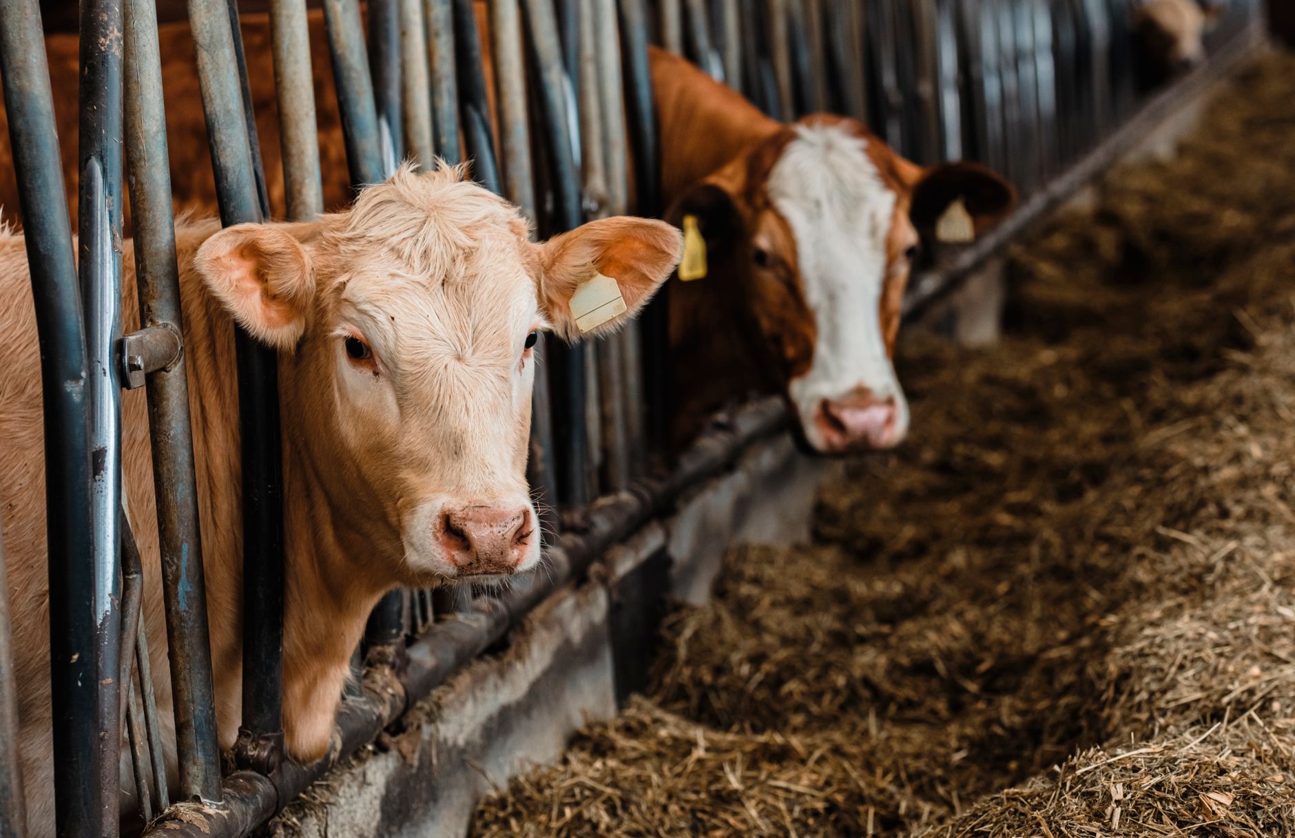 Dairy Carbon Footprint Methodology: The Complete LCA Guide